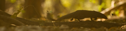 mongoose